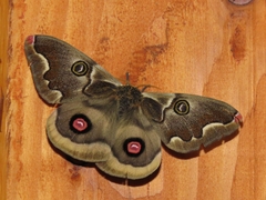 Polythysana cinerascens