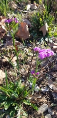 Limonium sinuatum