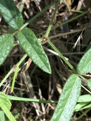 Desmodium varians