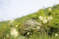 Stipa tirsa