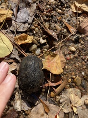 Kinosterninae