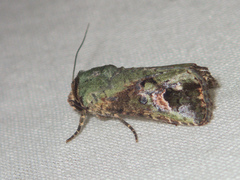 Lignispalta viridaria