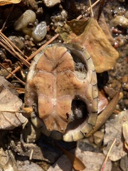 Kinosterninae