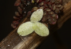 Lemna aequinoctialis