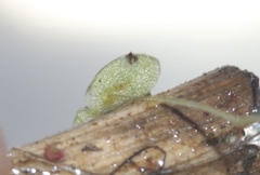 Lemna aequinoctialis