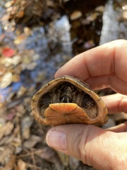 Kinosterninae