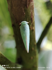 Sanurus