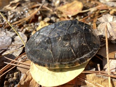 Kinosterninae