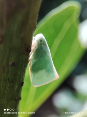 Sanurus