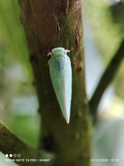 Sanurus