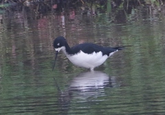Himantopus mexicanus knudseni