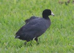 Fulica alai