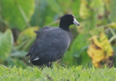 Fulica alai