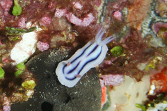 Chromodoris lochi