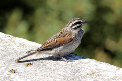 Emberiza capensis capensis