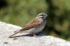 Emberiza capensis capensis