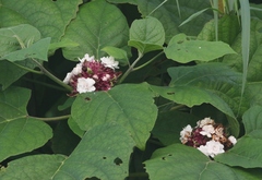 Clerodendrum chinense