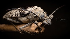 Tithoes frontalis