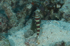 Amblyeleotris wheeleri