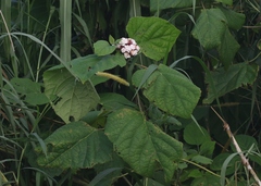 Clerodendrum chinense