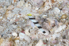 Stonogobiops xanthorhinicus