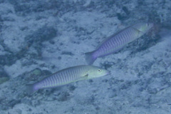 Hologymnosus doliatus