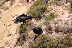 Corvus albicollis
