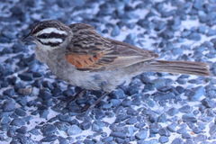 Emberiza capensis