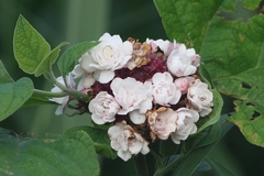 Clerodendrum chinense