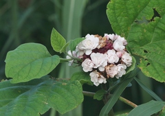 Clerodendrum chinense