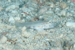 Gnatholepis cauerensis