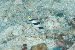 Stonogobiops xanthorhinicus