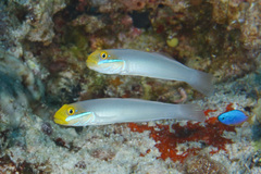 Valenciennea strigata