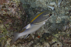 Scolopsis bilineata