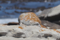Charadrius marginatus