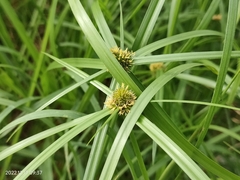 Cyperus aromaticus