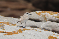 Charadrius marginatus