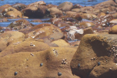 Numenius phaeopus phaeopus