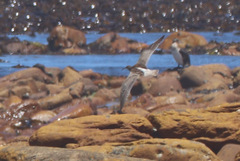 Numenius phaeopus phaeopus