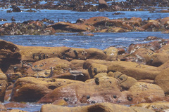 Numenius phaeopus phaeopus