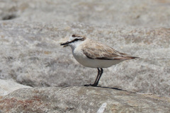Charadrius marginatus