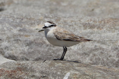 Charadrius marginatus