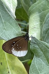 Euploea climena