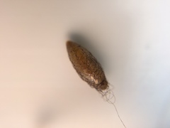 Meteorus pulchricornis