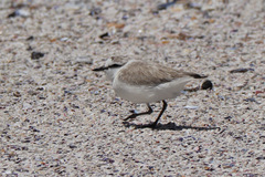 Charadrius marginatus
