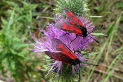 Zygaena minos