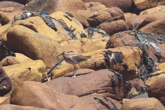 Numenius phaeopus phaeopus