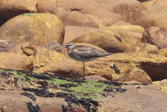 Numenius phaeopus phaeopus