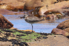 Numenius phaeopus phaeopus