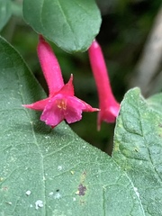 Fuchsia microphylla